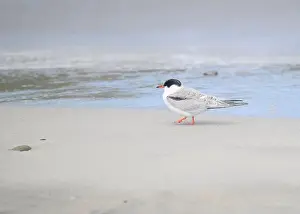 British Wildlife Prints: Juvenile Arctic tern on St Ninian's Isle tombolo, Shetland