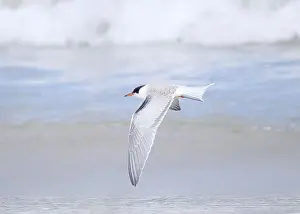 British Wildlife Prints: Juvenile Arctic tern on St Ninian's Isle tombolo, Shetland