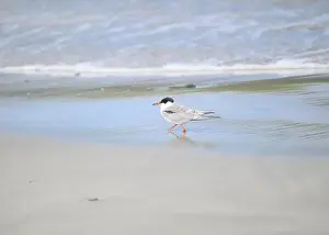 British Wildlife Prints: Juvenile Arctic tern on St Ninian's Isle tombolo, Shetland