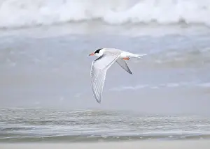 British Wildlife Prints: Juvenile Arctic tern on St Ninian's Isle tombolo, Shetland