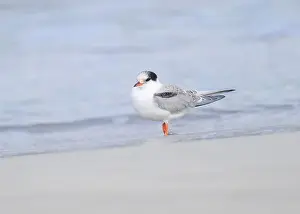 British Wildlife Prints: Juvenile Arctic tern on St Ninian's Isle tombolo, Shetland