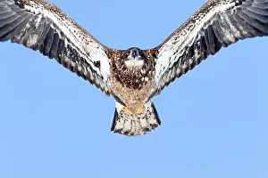 Accipitridae Prints: Juvenile bald eagle (Haliaeetus leucocephalus) flying under a blue sky