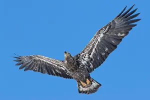 Accipitridae Prints: Juvenile bald eagle (Haliaeetus leucocephalus) flying under a blue sky