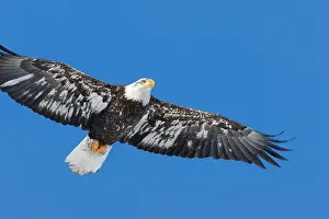 Accipitridae Prints: Juvenile bald eagle (Haliaeetus leucocephalus) flying under a blue sky