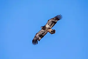 Soaring Prints: A juvenile bald eagle soaring in the clear blue sky on a winter day in Iowa