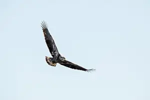 Soaring Prints: A juvenile bald eagle soars in the blue sky with wings in a v shape on a winter day in Iowa