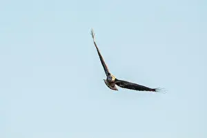 Soaring Prints: A juvenile bald eagle soars with wings in a v formation isolated against the blue sky on a winter day in Iowa