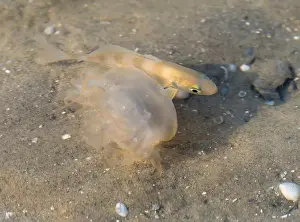 Chrysaora Quinquecirrha Prints: Juvenile Banded Drum (Larimus fasciatus) following small atlantic net jellyfish in shallow water
