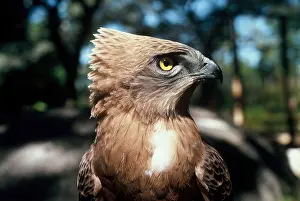Preening Prints: juvenile Black Chested Snake Eagle, Circaetus pectoralis