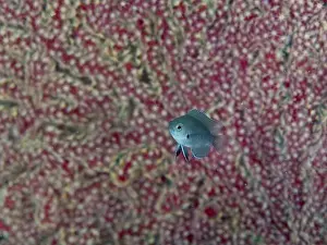 Cnidarians Prints: Juvenile black damselfish (Pomacentrus nigromarginatus)