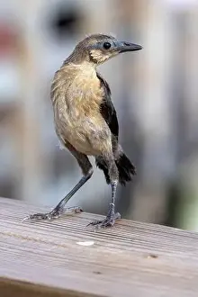 Immature Prints: Juvenile boat-tailed grackle (Quiscalus major) - Wakodahatchee Wetlands