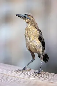 Immature Prints: Juvenile boat-tailed grackle (Quiscalus major) - Wakodahatchee Wetlands