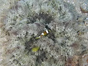 Companies Prints: A juvenile Clark's anemonefish (Amphiprion clarkii) hiding in a large glass bead anemone (Heteractis aurora)