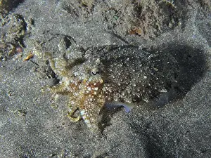 The Canaries Prints: A juvenile Common cuttlefish (Sepia officinalis) blending perfectly with the sandy seabed