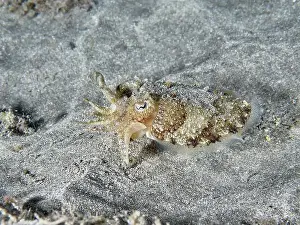 Camouflages Prints: Juvenile Common cuttlefish (Sepia officinalis) moving over sandy seabed