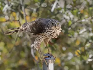 Yellow Eye Prints: Juvenile Cooper's Hawk in Arizona