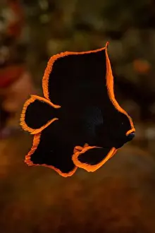 Spadefish Prints: Juvenile dusky batfish (Platax Pinnatus), Lembeh Strait, North Sulawesi, Indonesia