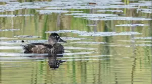 Algonquin Park Prints: Juvenile female American Black Duck on sunlit water with reflections of grass in a wetland habitat