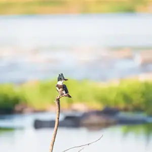 Green Heron Prints: Juvenile female Belted kingfisher (Megaceryle alcyon) sitting on dead tree branch