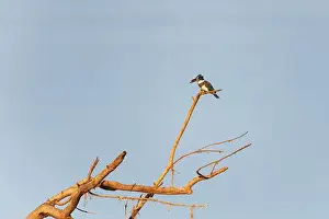 Green Heron Prints: Juvenile female Belted kingfisher (Megaceryle alcyon) sitting on dead tree branch with prey