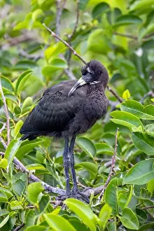 Immature Prints: Juvenile glossy ibis (Plegadis falcinellus) - Wakodahatchee Wetlands