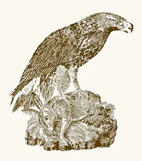 Immature Prints: Juvenile golden eagle (aquila chrysaetos) with a captured rabbit sitting on a rock