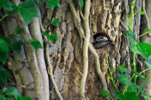 Peeping Prints: Juvenile Great spotted woodpecker (Dendrocopos major) at nest hole