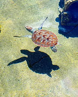 Carapace Prints: Juvenile Green Sea Turtle (Chelonia mydas) swimming in a shallow tank with its shadow below