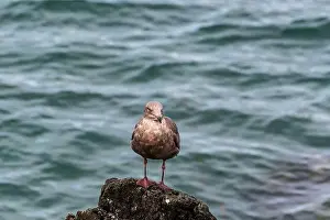Puget Sound Prints: A juvenile gull perches on a rock on the beach in the Puget Sounds, Washington State, USA