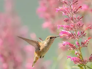 Native Plant Prints: Juvenile male Calliope hummingbird feeding on agastache flowers, New Mexico