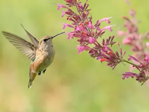 Native Plant Prints: Juvenile male Calliope hummingbird feeding on agastache flowers, New Mexico