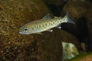 Riverbed Prints: Juvenile native trout in a Pacific Northwest stream