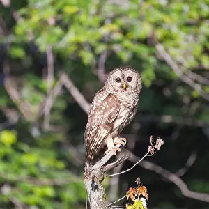 Barred Owl Prints: Juvenile Northern Barred owl (Strix varia) posing on a dry tree branch