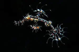 Halmahera Prints: A juvenile ornate ghost pipefish