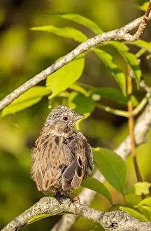 Wildlife Habitat Prints: Juvenile Swamp Sparrow at a woodland habitat in Cambridge Ontario in September