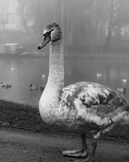 Dense Prints: Juvenile swan with grey and white feathers standing on a foggy river bank