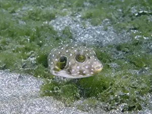 Sandy Bottom Prints: A juvenile white-spotted pufferfish (Arothron hispidus) floats above a sandy bottom covered with algae