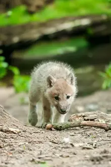 Arctic Wolf Prints: A juvenile wolf is casually strolling along a dusty rural path