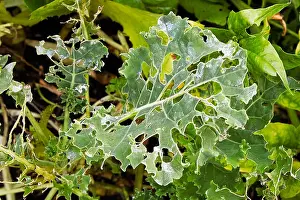 Pests Prints: A kale leaf covered in holes caused by insects
