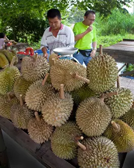 Kampong durian fruits for sale, Malaysia, Durio sp
