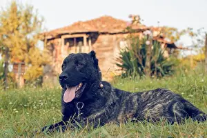 Wild Life Prints: Kangal dogs, whose character and physical structure are exactly the same but look different in color