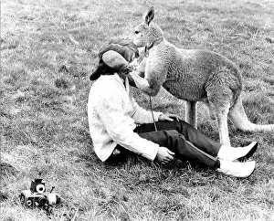 Comforts Prints: Kangaroo comforts photographer, England, Great Britain