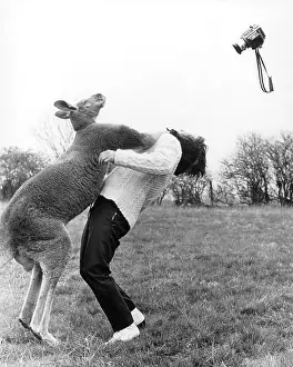 Camera Prints: Kangaroo hitting a photographer, England, Great Britain