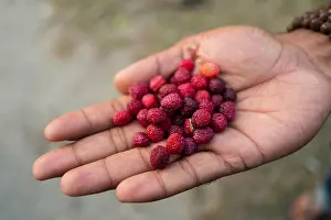 Himalayan Prints: Kaphal Berry, Myrica esculenta