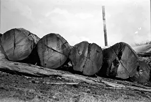 Western Australia Prints: Karri logs