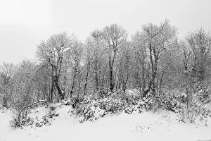 KARTEPE, KOCAELI, TURKEY. Beautiful winter landscape. Winter snowy forest
