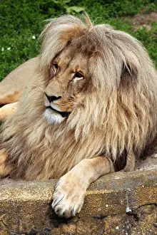 Botswana Prints: Katanga lion (Panthera leo bleyenberghi)