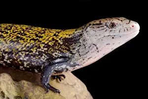 The kei island blue-tongued skink (Tiliqua gigas keyensis) is endemic to the Kei islands, part of Indonesia