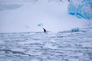 Polar Regions Prints: Kelp gull (Larus dominicanus), Antarctica