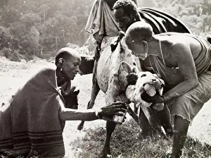 Caption Prints: Kenya, Three Kikuyu men restrain an ox with a tourniquet around its neck